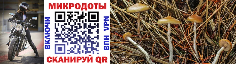 Купить закладки Камень-на-Оби Псилоцибиновые грибы Psilocybine cubensis